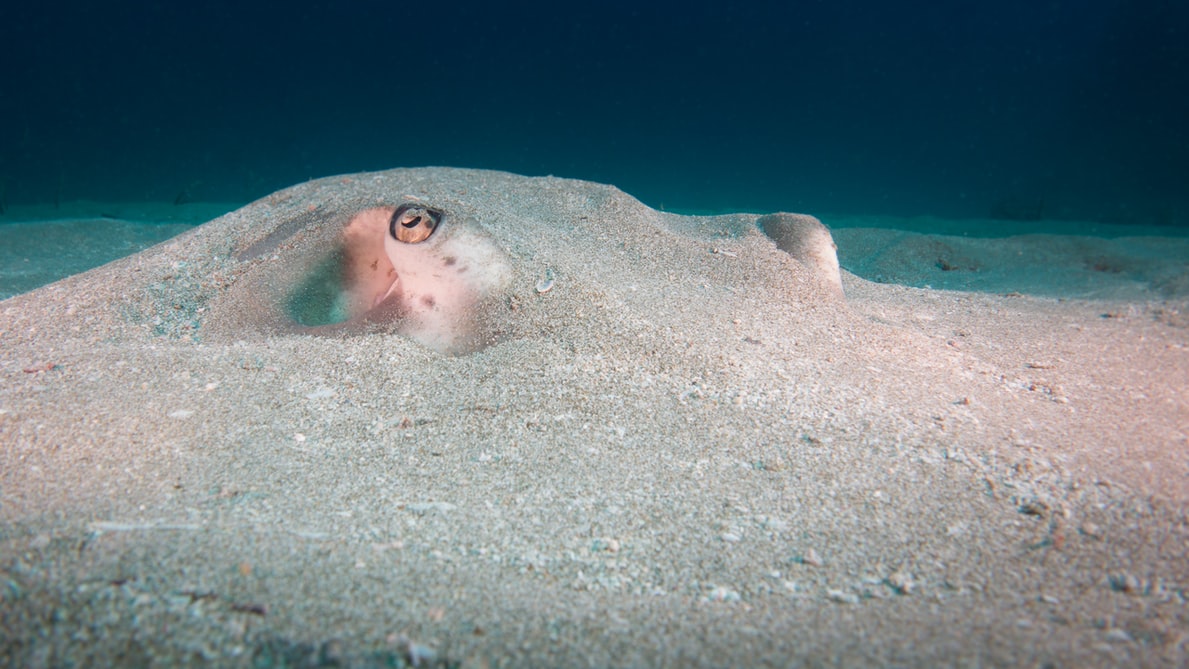 Underwater image of a stingray taken by Kris Mikael Krister