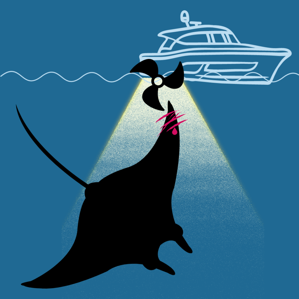 Protecting manta rays in Hawaii: graphic showing how the propeller hurts manta rays