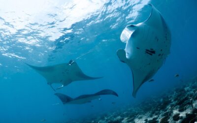 Protecting Manta Rays in Hawaii