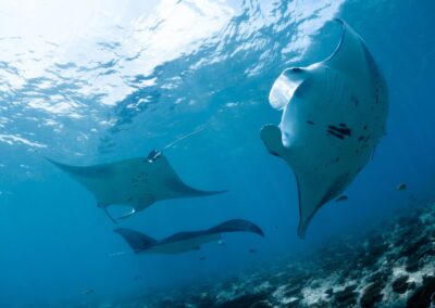 Protecting Manta Rays in Hawaii