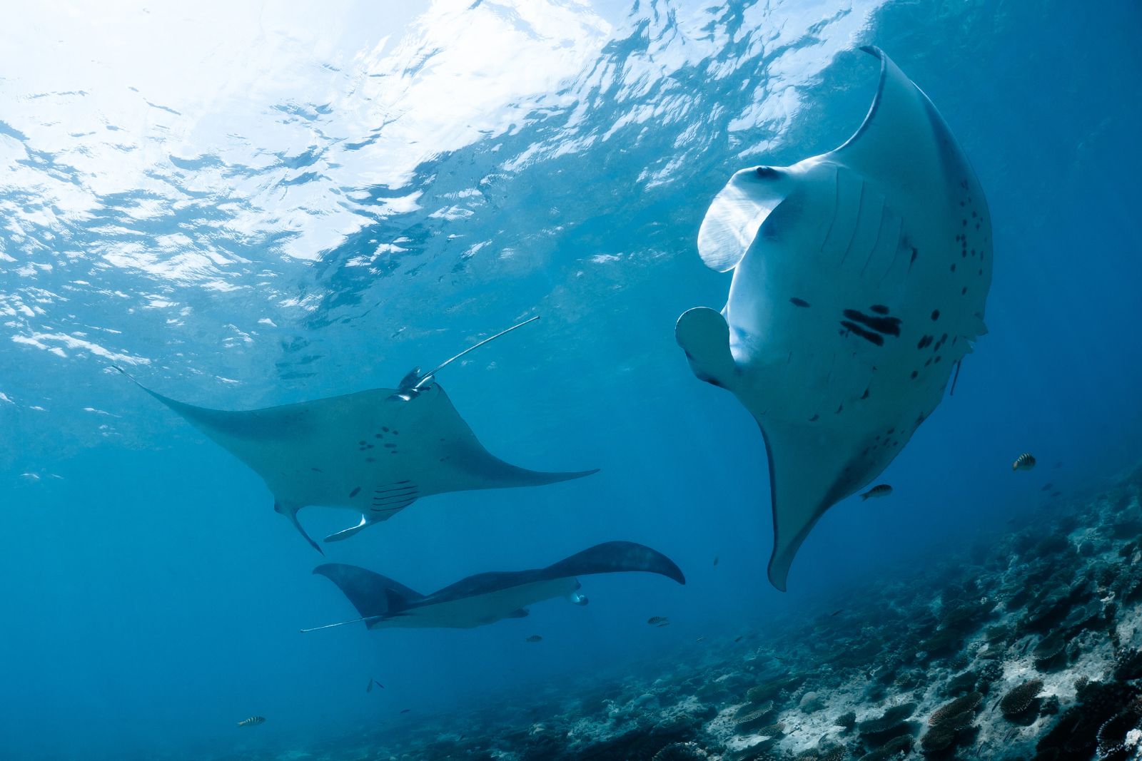 manta ray advocates Protecting manta rays in Hawaii - 3 manta rays swimming in the ocean