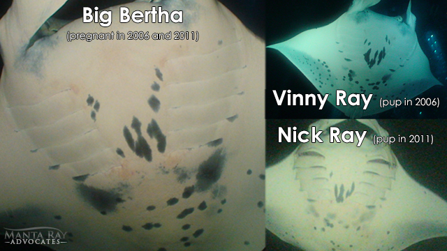 Image showing the direct comparisons of the underside markings between different manta rays