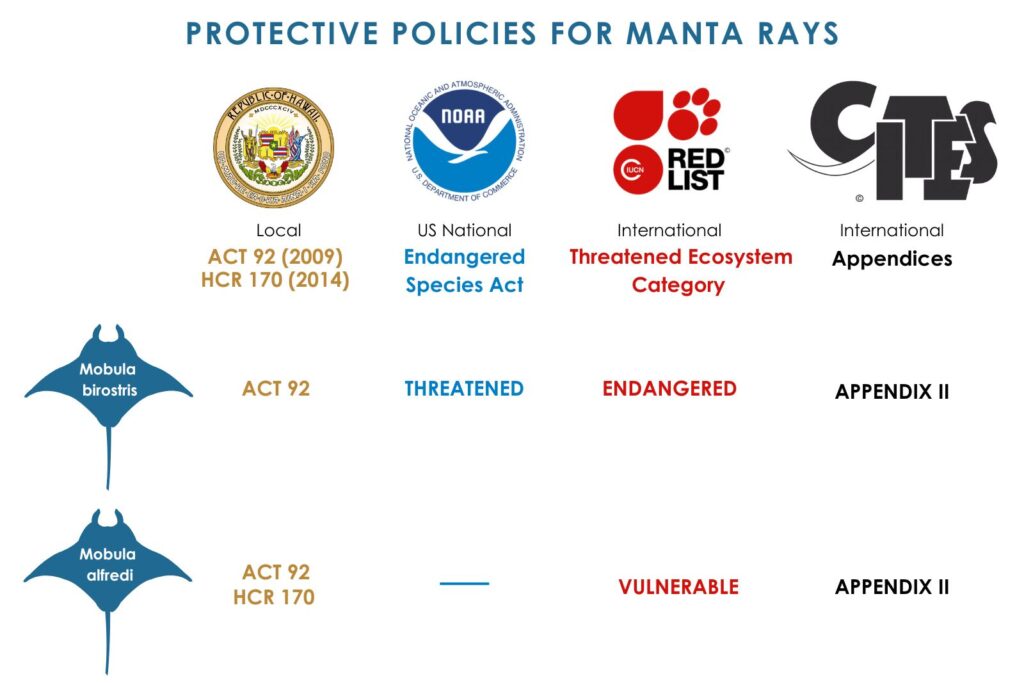 Policies for protecting manta rays