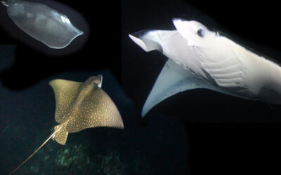 The Difference Between Eagle Rays, Stingrays and Manta Rays