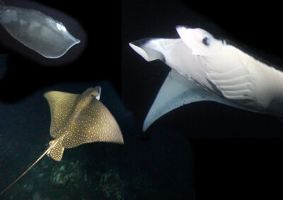The Difference Between Eagle Rays, Stingrays and Manta Rays