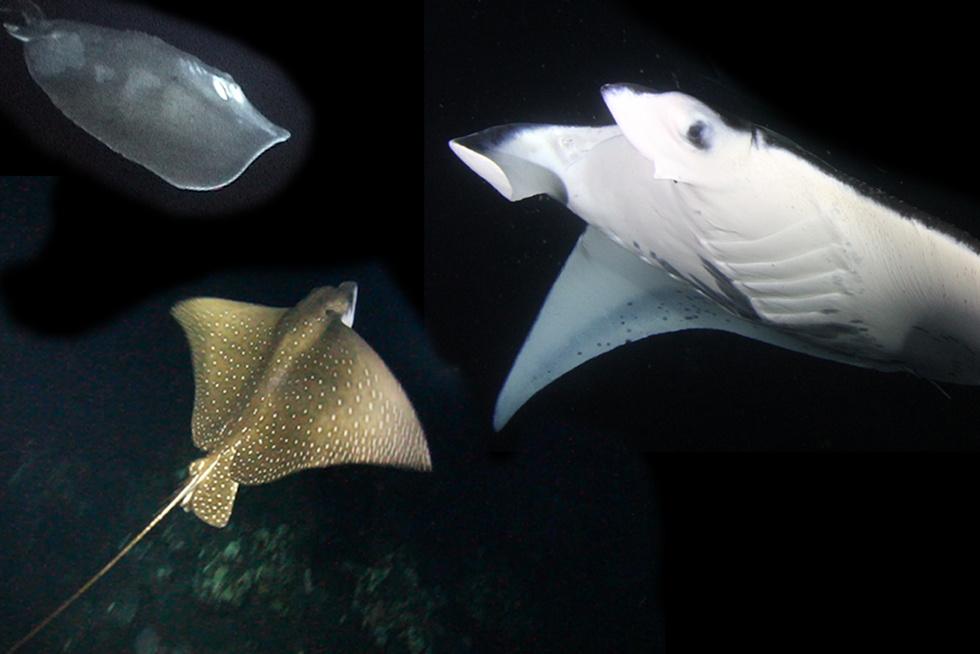 2020-BLOG-Featured-Image-3-georgous-rays-1 Difference between Eagle Rays, Stingrays and Manta Rays