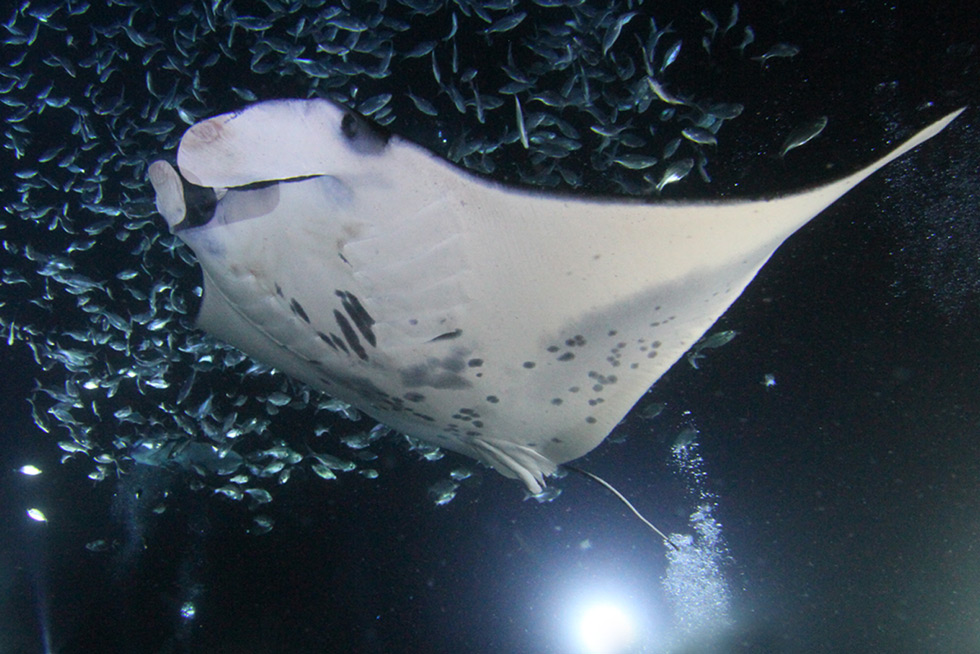 2020-BLOG-Featured-Image-Carrier-of-Kindness-1 Featured Image for manta rays being carrier of kindness