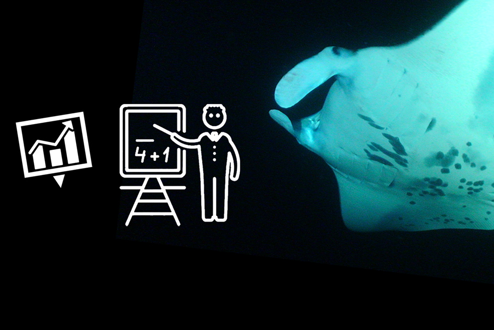 2020-BLOG-Featured-Image-Collecting-Manta-Statistics1 How is Data for Manta Ray Statistics Collected