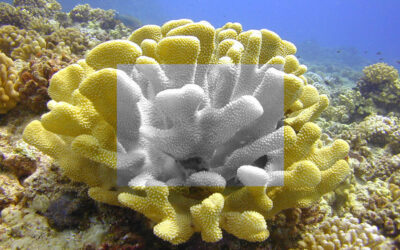 Coral Bleaching in Hawaii