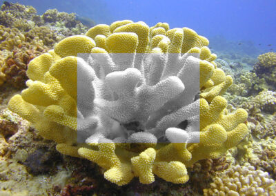Coral Bleaching in Hawaii