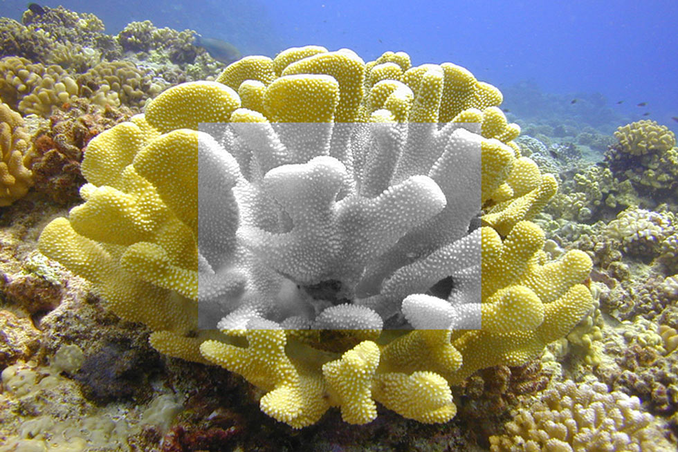 2020-BLOG-Featured-Image-Coral-Bleaching-1 Coral Bleaching in Hawaii