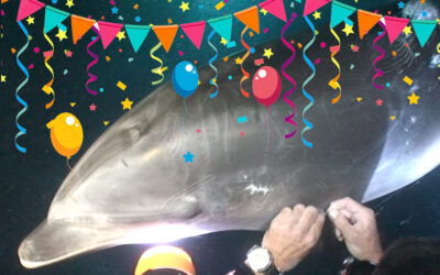 The Impact a Dolphin Rescue Video Can Make (A Remarkable Anniversary Story)