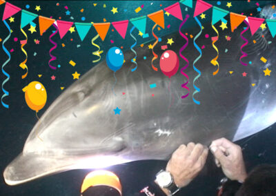 The Impact a Dolphin Rescue Video Can Make (A Remarkable Anniversary Story)