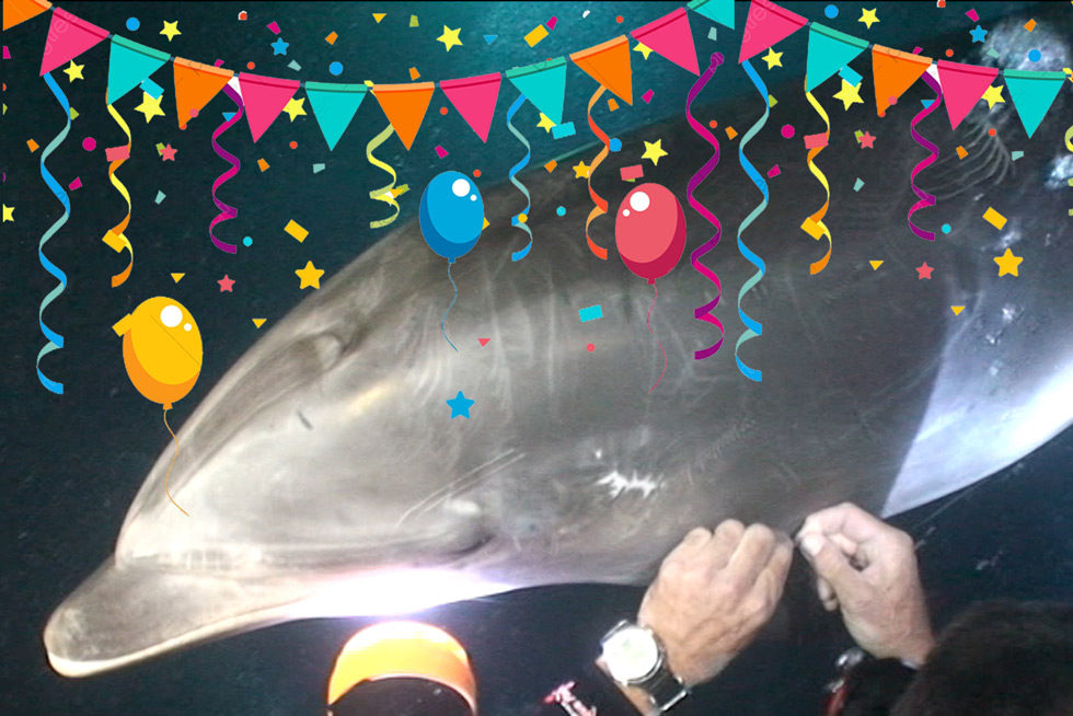 2020-BLOG-Featured-Image-Dolphin-Rescue-Anniversary-1 Picture of Notch, the bottlenose dolphin we rescued - with additional decorations to celebrate this anniversary story