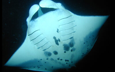 Policies Protecting Manta Rays Worldwide (2020 update)