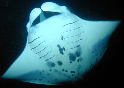 Policies Protecting Manta Rays Worldwide (2020 update)