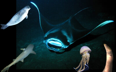 How Do Mantas Interact with other Marine Life? [video]