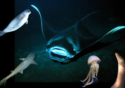 How Do Mantas Interact with other Marine Life?