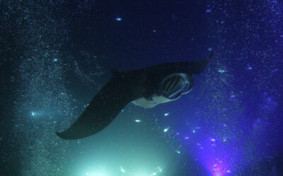 Meditating Online with Manta Rays: Relaxation in Uncertain Times
