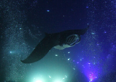 Meditating Online with Manta Rays: Relaxation in Uncertain Times