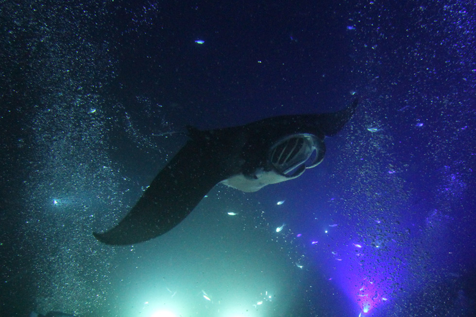 2020-BLOG-Featured-Image-Manta-Ray-Meditations-1 Meditating Online with Manta Rays: Relaxation in Uncertain Times