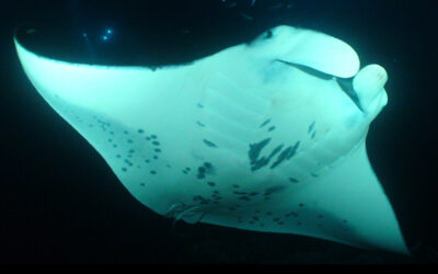 Why Manta Rays Can’t Stop Swimming
