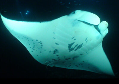 Why Manta Rays Can’t Stop Swimming