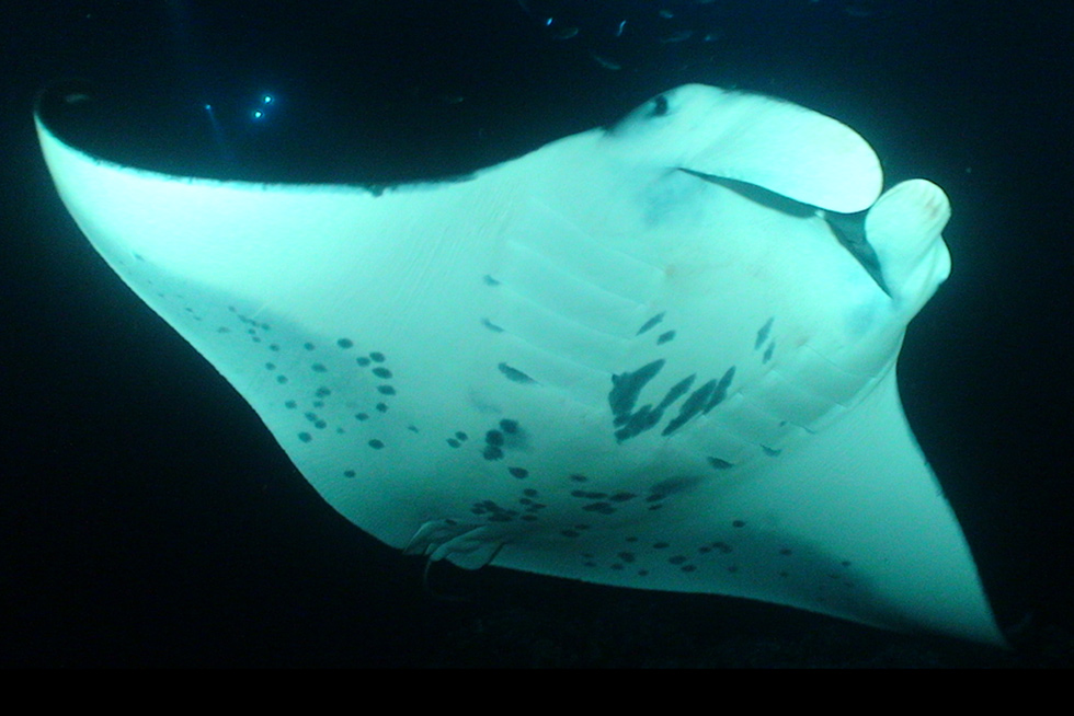 2020-BLOG-Featured-Image-Manta-Rays-Can’t-Stop-Swimming-1 Manta Rays cannot stop swimming