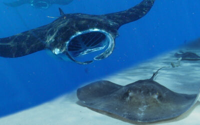 Manta Rays vs Stingrays – What’s the Difference?