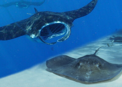 Manta Rays vs Stingrays – What’s the Difference?