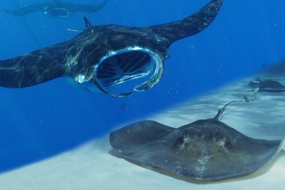 2020-BLOG-Featured-Image-Manta-Rays-VS-Stingrays-1 Comparing manta rays and stingrays