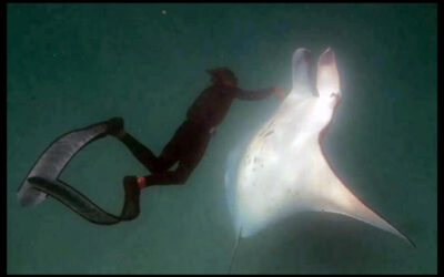 Manta Ray Asked For Help