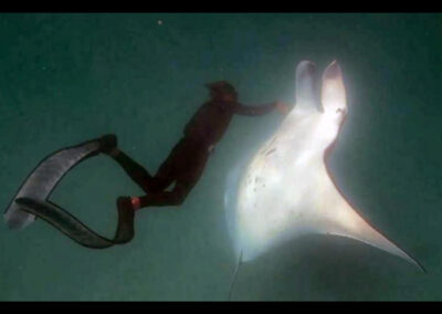 Manta Ray Asked For Help