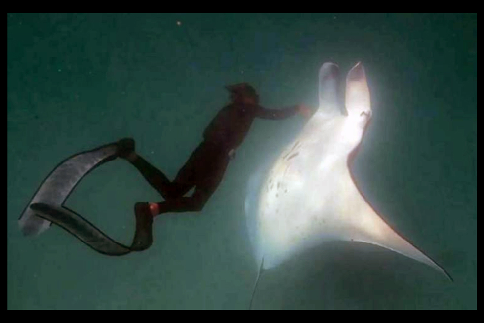 2020-BLOG-Featured-Image-Manta-asked-for-help-1 Manta Ray asked humans for help