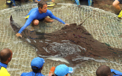 Where to See Manta Rays in Aquariums