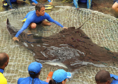 Where to See Manta Rays in Aquariums