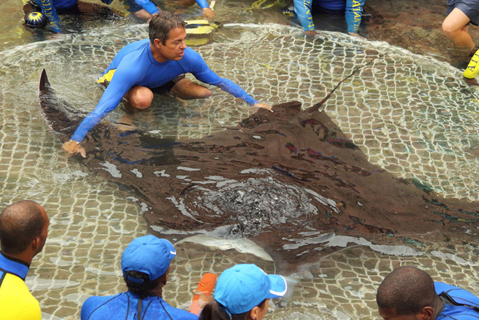 Where to See Manta Rays in Aquariums Where to See Manta Rays in Aquariums
