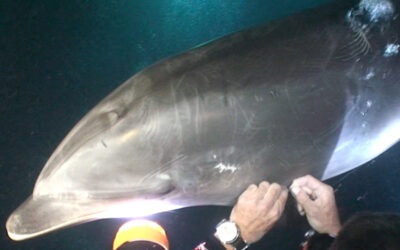 How an Injured Dolphin Asked for Help – and got Rescued by Divers