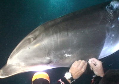 How an Injured Dolphin Asked for Help – and got Rescued by Divers