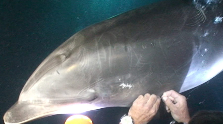 Notch the Rescued Dolphin