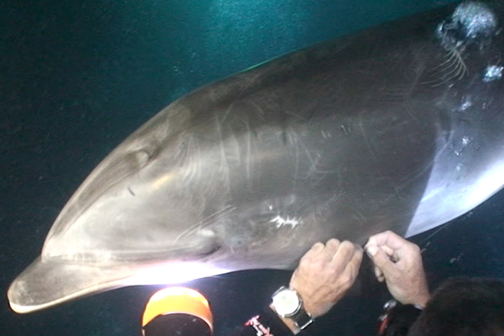 2020-BLOG-Featured-Image-Notch-Rescue-1b Notch the Rescued Dolphin