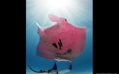 Mysterious Pink Manta Ray: Does it Really Exist?