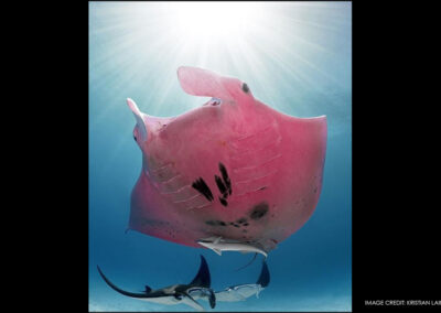 Mysterious Pink Manta Ray: Does it Really Exist?