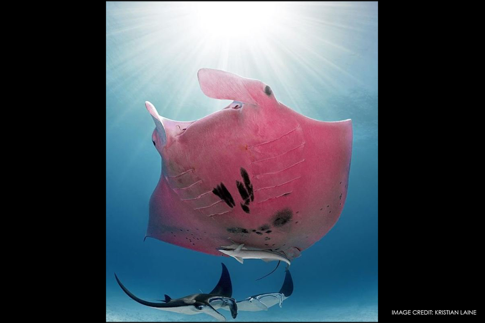 Pink manta ray: real or fake news? Pink manta ray: real or fake news?
