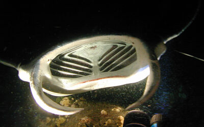 What and How do Manta Rays Eat?