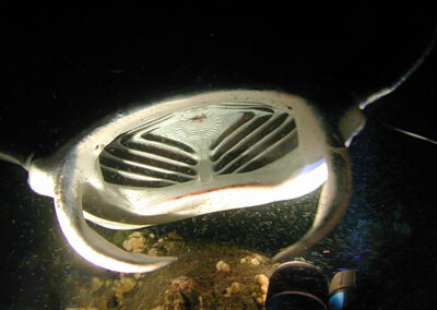 What and How do Manta Rays Eat?