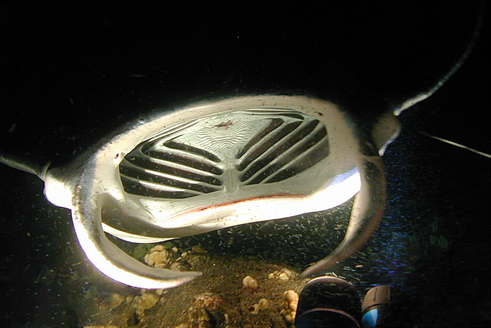 2020-BLOG-Featured-Image-What-mantas-eat-1 What and How do Manta Rays Eat?
