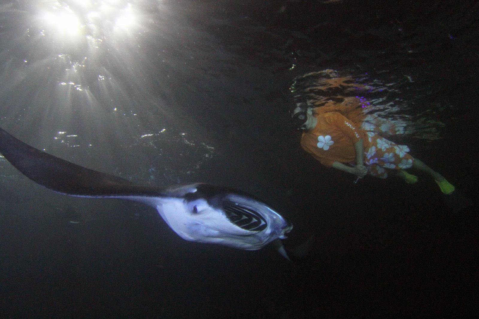 MRA-Swim-Image-2 Mesmerized by the beauty during manta ray dive Kona/Hawaii/Big Island
