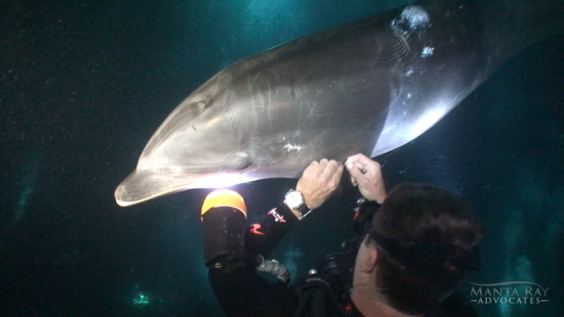 Notch the dolphin being rescued by a diver along the Kona coast