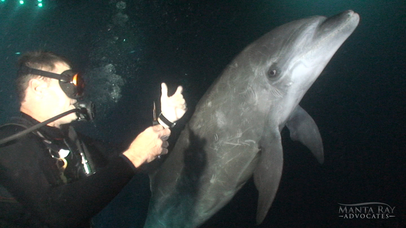 Notch, the dolphin, being rescued by a divemaster along the Kona coast in Hawaii